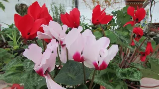 Выращивание цикламена персидского от посева до цветения
