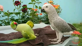 Very Funny Talking Indian Ringneck Parrot Greeting Baby African Grey Parrot