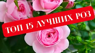 РОЗЫ. ТОП 15 ЛУЧШИХ СОРТОВ РОЗ, МОЕГО САДА.