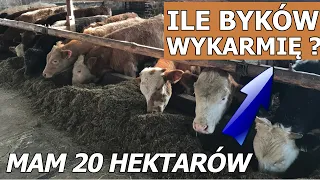 ILE BYKÓW WYŻYWISZ Z JEDNEGO HEKTARA ? #maciejróżański