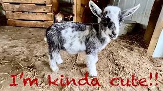 Nothing exciting today, EXCEPT, Baby Goats! Cute, adorable, joyful baby goats!