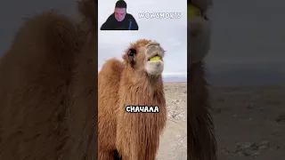 Верблюд попробовал съесть лимон 😁🍋