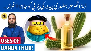 Danda Thorr Ke Fayde/Istemal | Danda Thor Benefits | Dr. Ibrahim