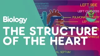 The Structure of the heart | Physiology | Biology | FuseSchool