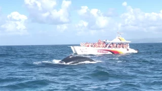 Увидели китов в Доминикане. Март 2017.