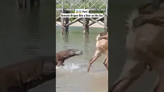 😱 Komodo Dragon Bite a Deer on the Sea. Part 2 #shorts #komodo #wildlife #animals