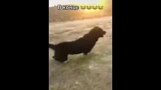 СОБАЧИЙ БОЙ в конце убила 🤣🤣🤣DOG FIGHT AT THE END KILLED