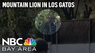 Mountain Lion Spotted in Los Gatos Area