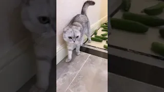 OMG Adorable Lovely  And Funny Cute Cat  87