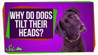 Why Do Dogs Tilt Their Heads?