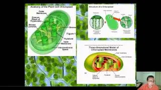 The Structures of Photosynthetic Light Capture