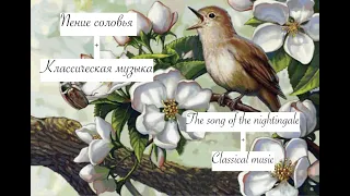 🌱Пение соловья, птиц Успокаивающая музыка relax classical music The Songs of the nightingale birds