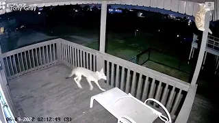 Cat fights off Coyote in Texas