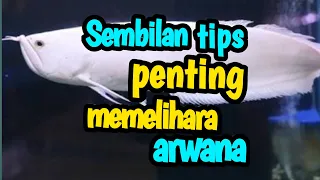 9 Tips penting dalam memelihara ikan arwana