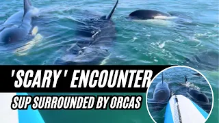 'Scary Encounter' - SUP Boarder surrounded by orcas