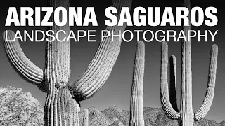 Arizona Saguaros -- Landscape Photography