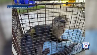 A man from Jupiter recovers after being bitten by a rabid otter