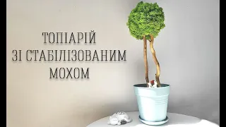 Як створити топіарій зі стабілізованим мохом своїми руками. Майстер-клас