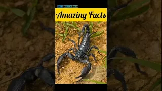 Scorpion Is The Only Animal In The World That | Amazing Facts | Interesting Facts #Shorts#Facts