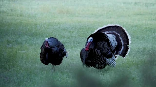 Bowhunting a Giant Merriam Turkey in Nebraska with 3 Beards