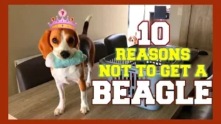 TOP 10 : WHY NOT get a BEAGLE! Funny Beagles Louie & Marie