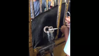 Freeze Branding cattle - Hallettsville Veterinary Hospital