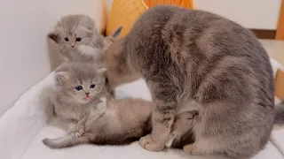 The kitten who couldn't wait for her turn for milk was so cute...