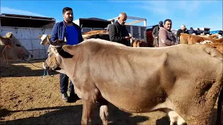 Şarkışla Hayvan Pazarı İnek ve Düveler Grubu