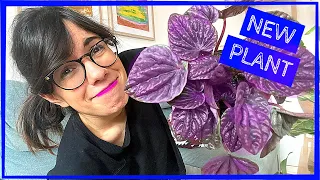 WHAT TO DO WHEN BRINGING A NEW PLANT HOME | Quick Plant Tips! #shorts