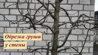 Как обрезать грушу у стены