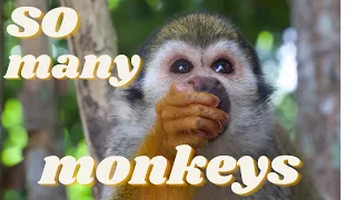 Monkey Land, the best excursion in Punta Cana!