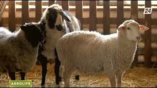 На каких овцах можно заработать | AgroLife