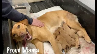 Puppies Being Born,  Natural Birth Highlights from Our Dog's First Litter