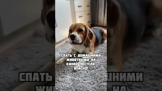 Опасно или нет? #бигль #собака #собакадругчеловека #смешныеживотные