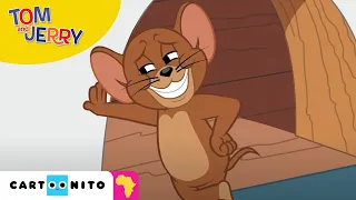 Tom and Jerry: Caught or be Caught | Cartoonito Africa