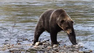 Large boar grizzly bear along Atnarko River in Bella Coola