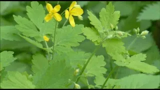 Bima që e quajnë dhuratë nga Zoti, shëron çdo gjë.