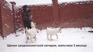 Питомник Алабаев - среднеазиатской овчарок.Щенкам 3 месяца.