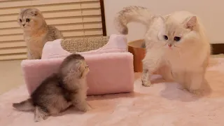 The kitten approaching to play with its daddy cat was so cute...