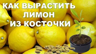 КАК вырастить лимон из косточки (инструкция, фото, видео). Выращивание лимона в домашних условиях