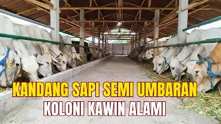 KANDANG SAPI SEMI UMBARAN SISTEM KOLONI KAWIN ALAMI