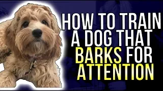 HOW TO TRAIN A DOG THAT BARKS FOR ATTENTION