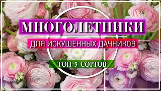 5 ИЗЫСКАННЫХ НЕЗАСЛУЖЕННО РЕДКИХ МНОГОЛЕТНИКА / Которые Точно УДИВЯТ Ваших СОСЕДЕЙ