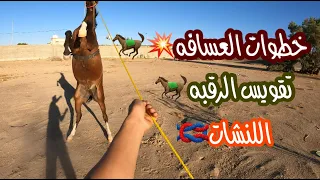 # فلوق (16) الجزء( 1 )خطوات العسافه من البدايه مع تركيب حزام الكسره🐎👍