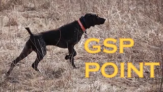 GSP Pointing Pheasant | Hunt Club Pheasant Hunting