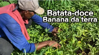 Eu e meu pai passamos um dia incrível aqui no sítio/Cortamos um cacho de banana da terra e batatas…