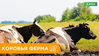 Коровья ферма. Производство Молочной Продукции.