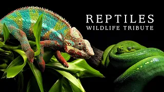 Reptiles | Wildlife Tribute (BBC Earth edit)