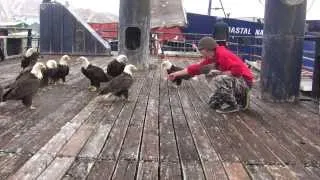 amazing eagles in dutch harbor