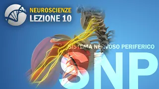 Sistema Nervoso Periferico (SNP) - Generalità | NEUROSCIENZE - lezione 10